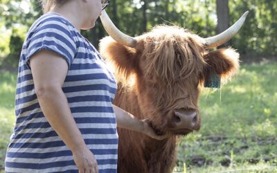 Are Highland Cattle Good Pets?