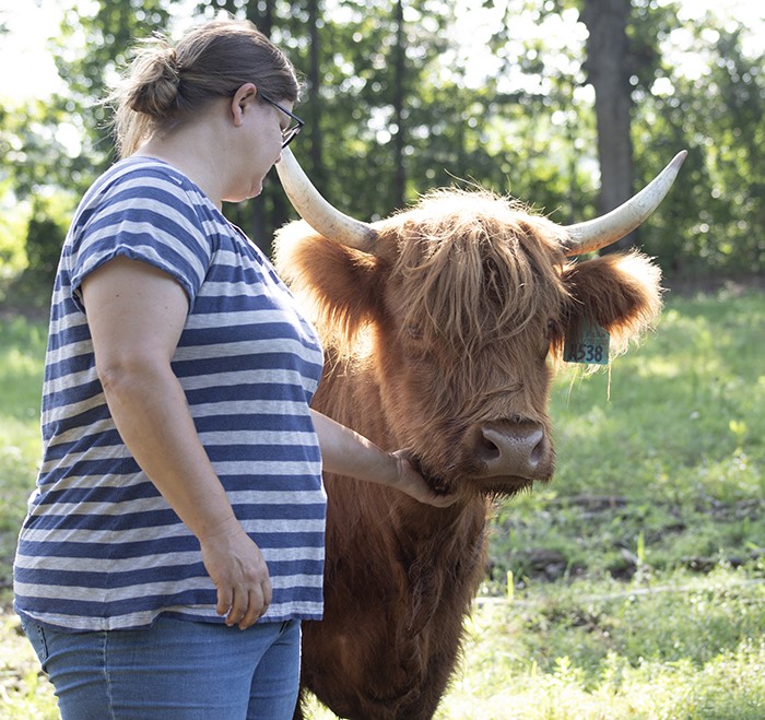 Are Highland Cattle Good Pets?